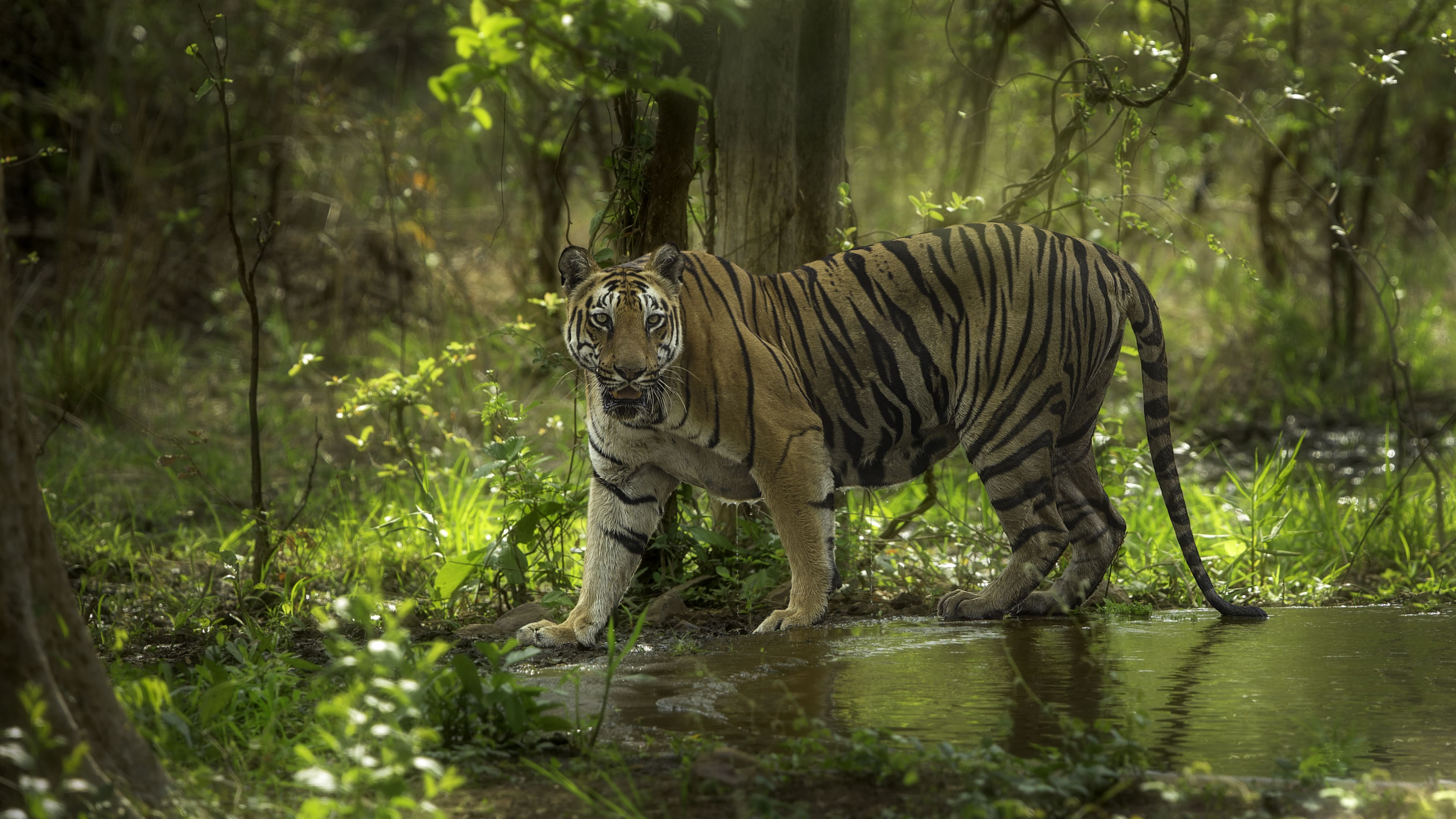 Tiger in grass