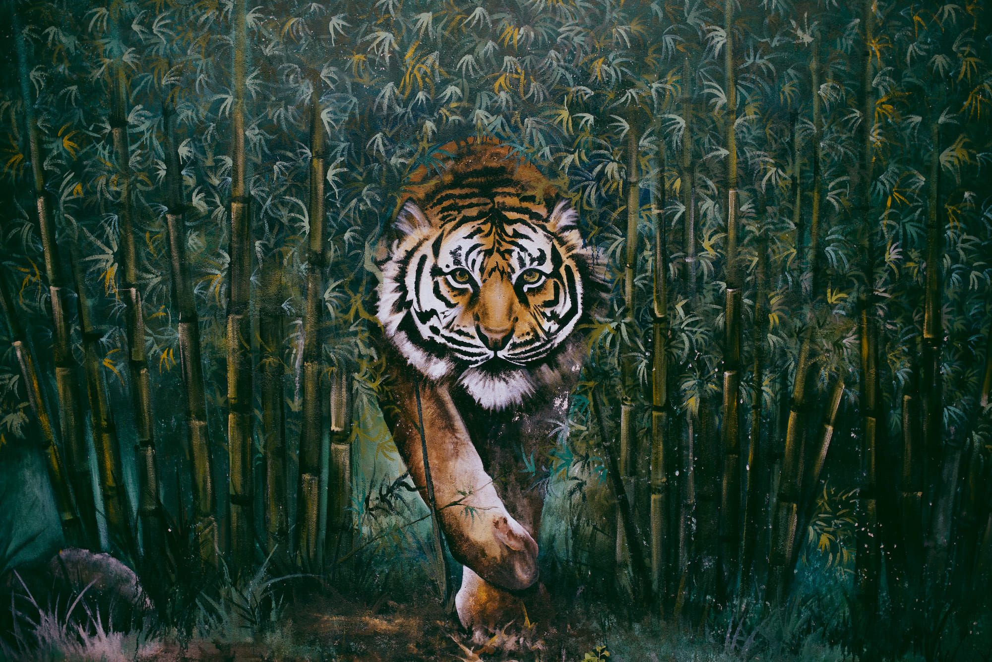 Tiger walking
